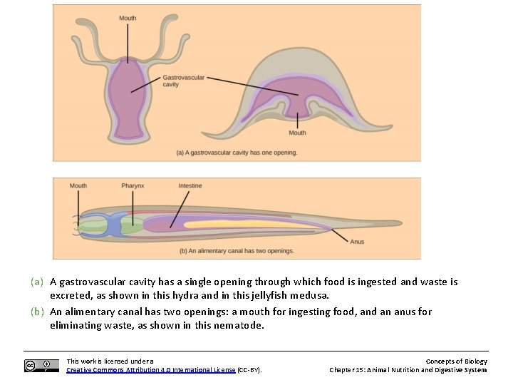 (a) A gastrovascular cavity has a single opening through which food is ingested and