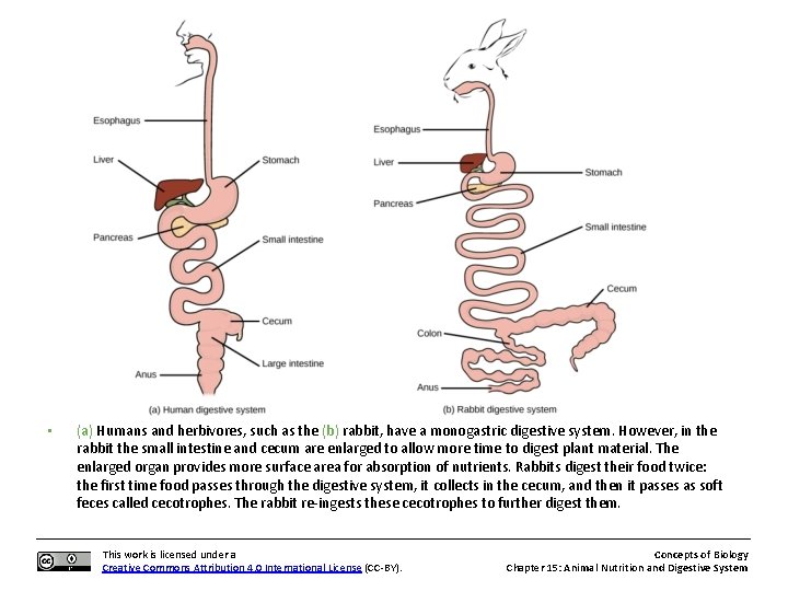  • (a) Humans and herbivores, such as the (b) rabbit, have a monogastric
