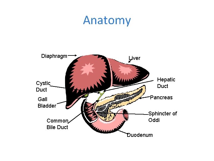 Anatomy Diaphragm Liver Hepatic Duct Cystic Duct Gall Bladder Common Bile Duct Pancreas Sphincter