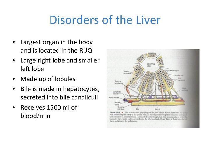 Disorders of the Liver • Largest organ in the body and is located in