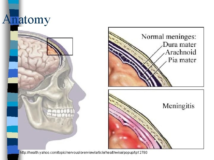 Anatomy http: //health. yahoo. com/topic/nervous/overview/article/healthwise/popup/tp 12780 