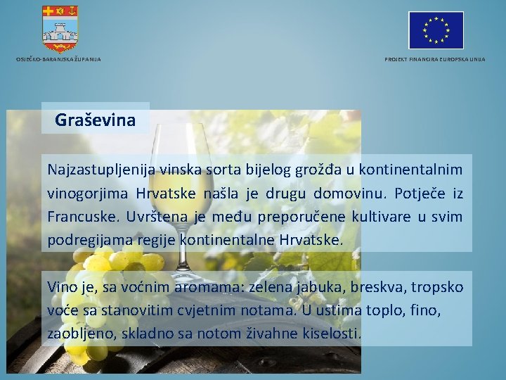 OSJEČKO-BARANJSKA ŽUPANIJA PROJEKT FINANCIRA EUROPSKA UNIJA Graševina Najzastupljenija vinska sorta bijelog grožđa u kontinentalnim