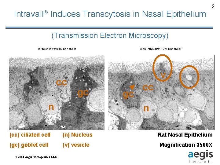 6 Intravail® Induces Transcytosis in Nasal Epithelium (Transmission Electron Microscopy) Without Intravail® Enhancer cc