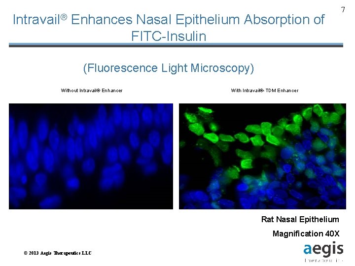 Intravail® Enhances Nasal Epithelium Absorption of FITC-Insulin (Fluorescence Light Microscopy) Without Intravail® Enhancer With