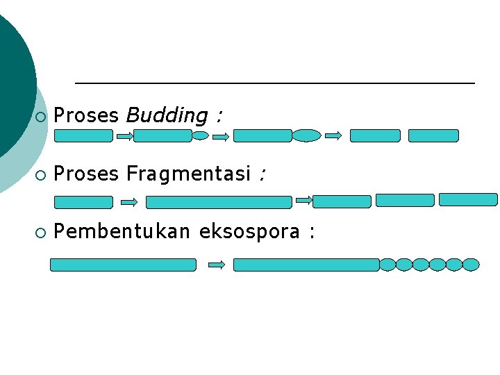 ¡ Proses Budding : ¡ Proses Fragmentasi : ¡ Pembentukan eksospora : 