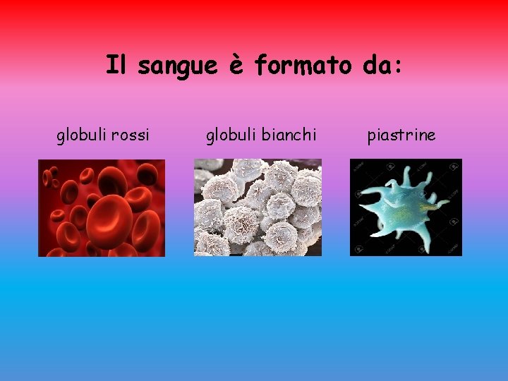 Il sangue è formato da: globuli rossi globuli bianchi piastrine 