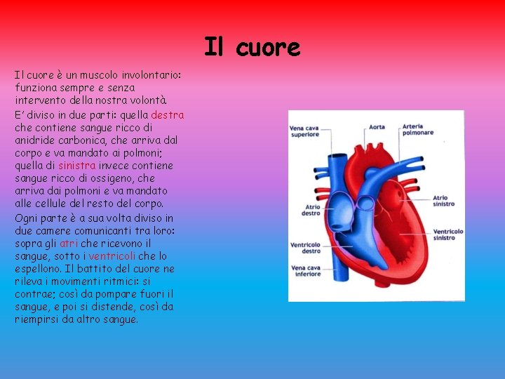 Il cuore è un muscolo involontario: funziona sempre e senza intervento della nostra volontà.