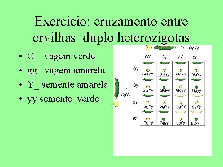 Exercício: cruzamento entre ervilhas duplo heterozigotas • • G_ vagem verde gg vagem amarela