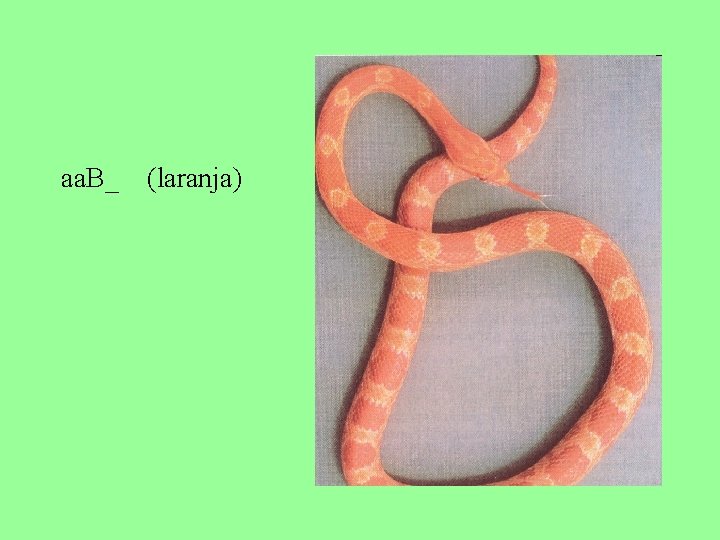 aa. B_ (laranja) 