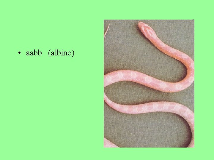  • aabb (albino) 