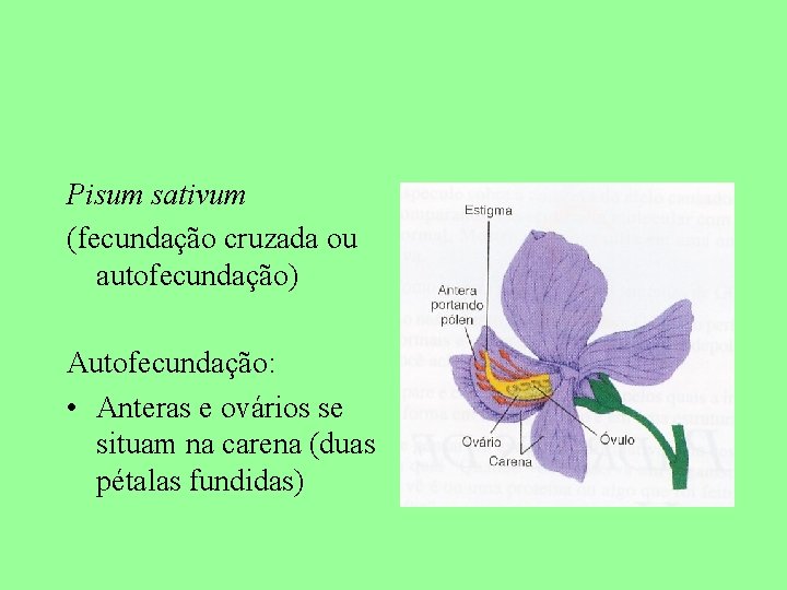 Pisum sativum (fecundação cruzada ou autofecundação) Autofecundação: • Anteras e ovários se situam na