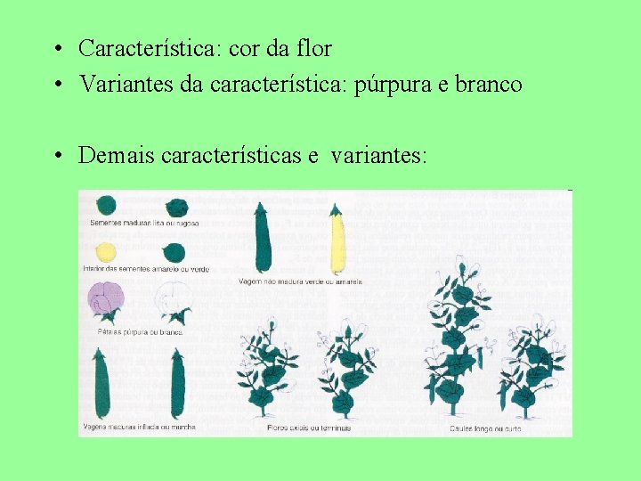  • Característica: cor da flor • Variantes da característica: púrpura e branco •