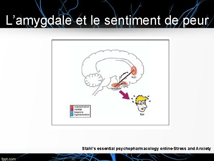 L’amygdale et le sentiment de peur Stahl’s essential psychopharmacology online-Stress and Anxiety 