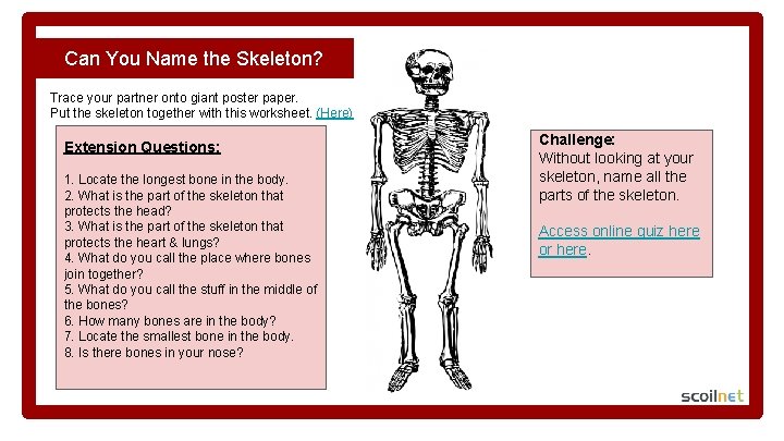 Can You Name the Skeleton? Trace your partner onto giant poster paper. Put the