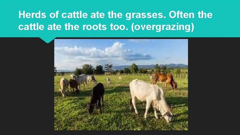 Herds of cattle ate the grasses. Often the cattle ate the roots too. (overgrazing)