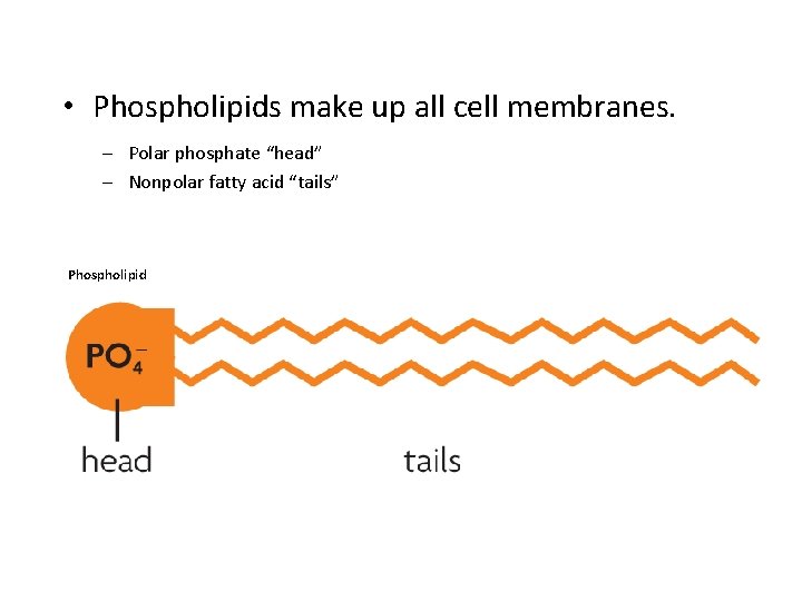  • Phospholipids make up all cell membranes. – Polar phosphate “head” – Nonpolar