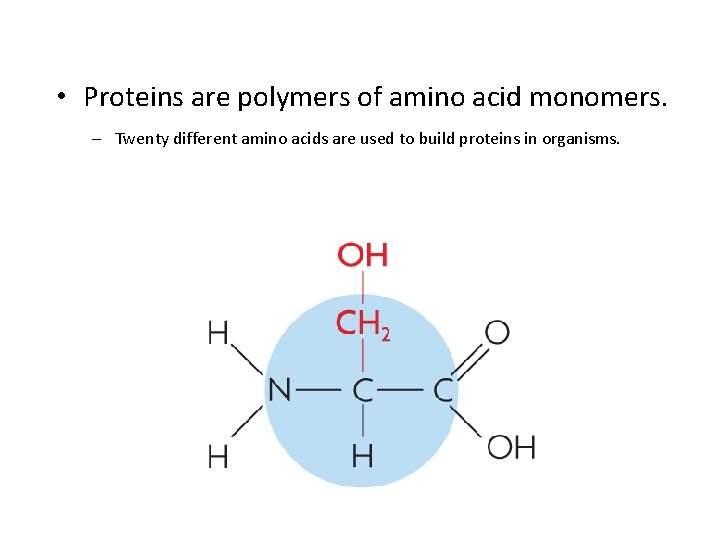  • Proteins are polymers of amino acid monomers. – Twenty different amino acids