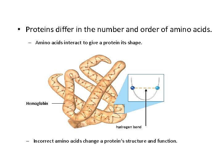  • Proteins differ in the number and order of amino acids. – Amino