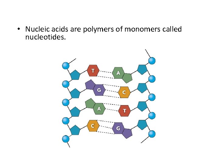  • Nucleic acids are polymers of monomers called nucleotides. 