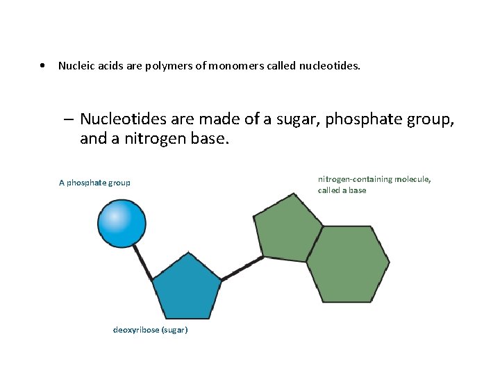  • Nucleic acids are polymers of monomers called nucleotides. – Nucleotides are made