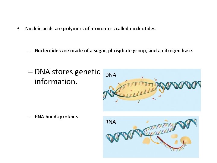  • Nucleic acids are polymers of monomers called nucleotides. – Nucleotides are made