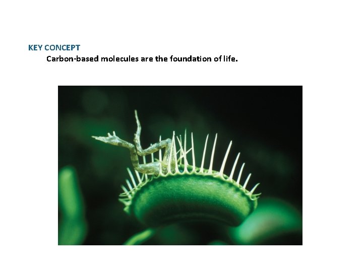 KEY CONCEPT Carbon-based molecules are the foundation of life. 