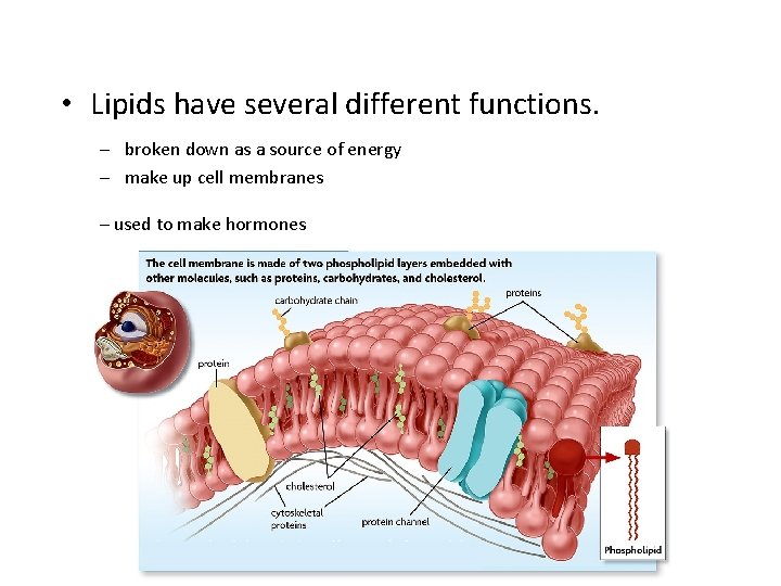  • Lipids have several different functions. – broken down as a source of