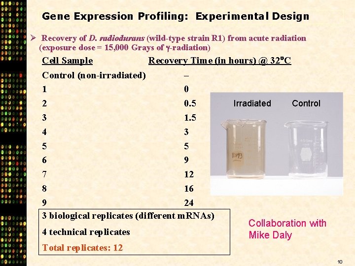 Gene Expression Profiling: Experimental Design Ø Recovery of D. radiodurans (wild-type strain R 1)