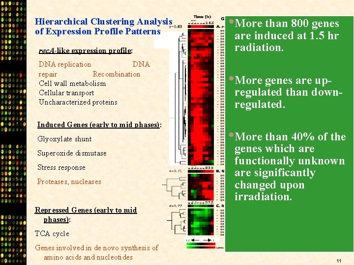 Hierarchical Clustering Analysis of Expression Profile Patterns rec. A-like expression profile: DNA replication DNA