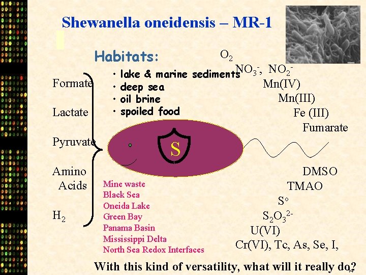 Shewanella oneidensis – MR-1 Habitats: • • Formate Lactate Pyruvate Amino Acids H 2