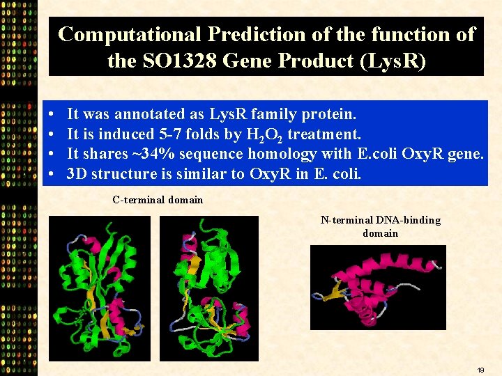Computational Prediction of the function of the SO 1328 Gene Product (Lys. R) •