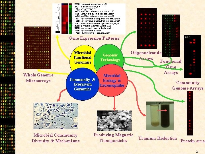 Gene Expression Patterns Microbial functional Genomics Whole Genome Microarrays Genomic Technology Community & Ecosystem