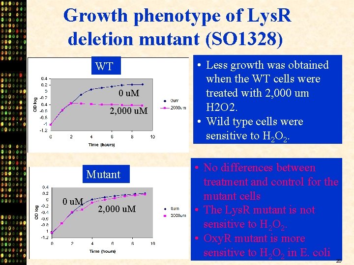 Growth phenotype of Lys. R deletion mutant (SO 1328) WT 0 u. M 2,