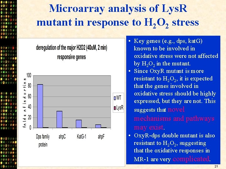Microarray analysis of Lys. R mutant in response to H 2 O 2 stress