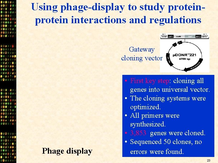 Using phage-display to study protein interactions and regulations Gateway cloning vector Phage display •