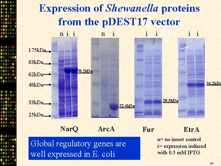 Expression of Shewanella proteins from the p. DEST 17 vector ni i n i