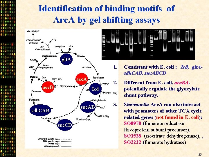Identification of binding motifs of Arc. A by gel shifting assays glt. A ace.