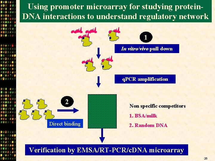 Using promoter microarray for studying protein. DNA interactions to understand regulatory network 1 In