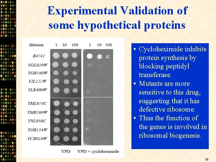 Experimental Validation of some hypothetical proteins • Cycloheximide inhibits protein synthesis by blocking peptidyl