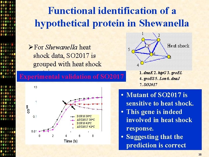 Functional identification of a hypothetical protein in Shewanella 1 ØFor Shewanella heat shock data,