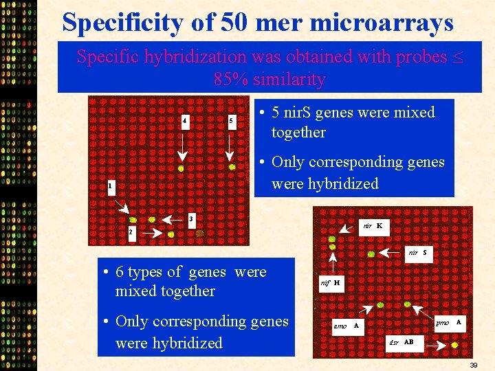 Specificity of 50 mer microarrays Specific hybridization was obtained with probes 85% similarity 4