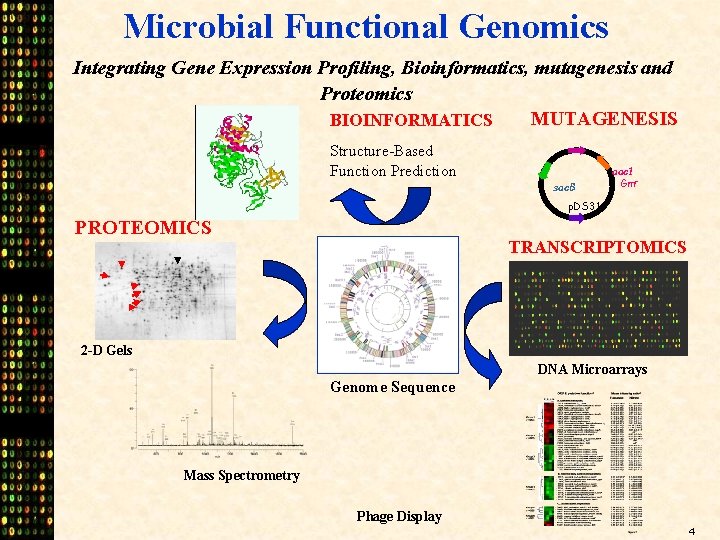 Microbial Functional Genomics Integrating Gene Expression Profiling, Bioinformatics, mutagenesis and Proteomics MUTAGENESIS BIOINFORMATICS Structure-Based