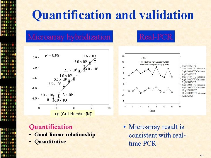 Quantification and validation Microarray hybridization r 2 = 0. 98 Real-PCR 1. 6 109
