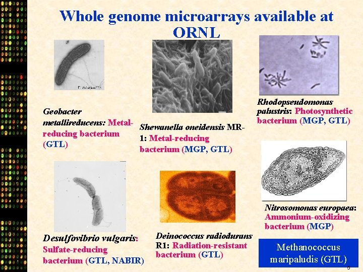 Whole genome microarrays available at ORNL Geobacter metallireducens: Metal. Shewanella oneidensis MRreducing bacterium 1: