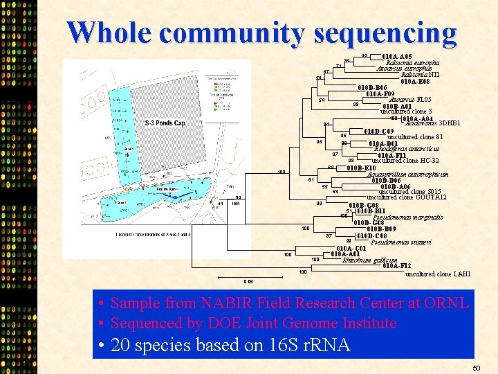 Whole community sequencing 010 A-A 05 Ralstonia eutropha Azoarcus eutrophus 67 Ralstonia NI 1