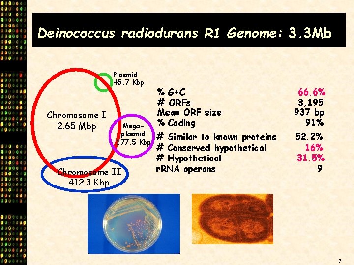 Deinococcus radiodurans R 1 Genome: 3. 3 Mb Plasmid 45. 7 Kbp Chromosome I