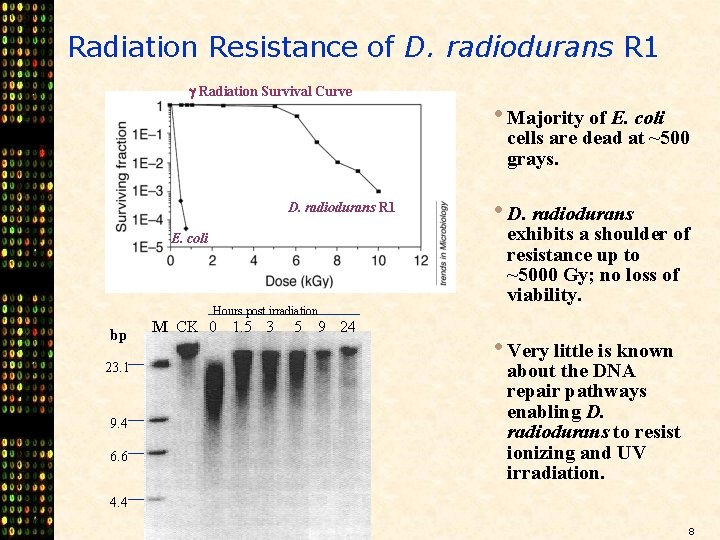 Radiation Resistance of D. radiodurans R 1 Radiation Survival Curve • Majority of E.