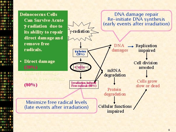 Deinococcus Cells Can Survive Acute -radiation due to its ability to repair direct damage