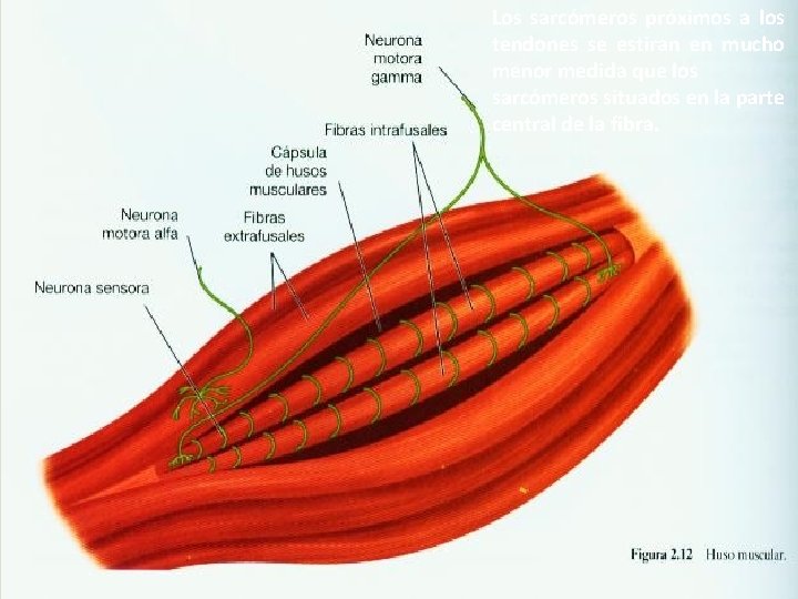 Los sarcómeros próximos a los tendones se estiran en mucho menor medida que los