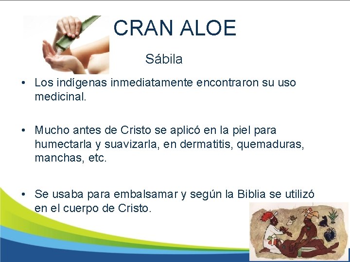 CRAN ALOE Sábila • Los indígenas inmediatamente encontraron su uso medicinal. • Mucho antes